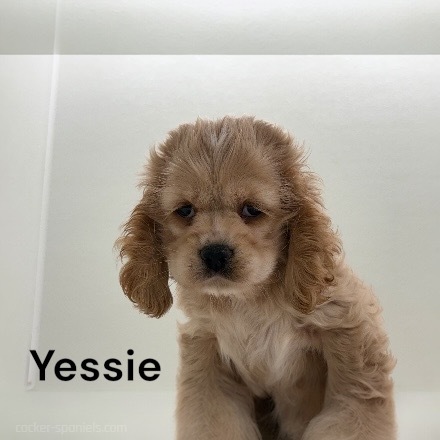 puppy, for, sale, Cocker Spaniel, Joe & Cherri  Overlease, dog, breeder, Miller, MO, dog-breeder, puppy-for-sale, forsale, nearby, find, puppyfind, locator, puppylocator, aca